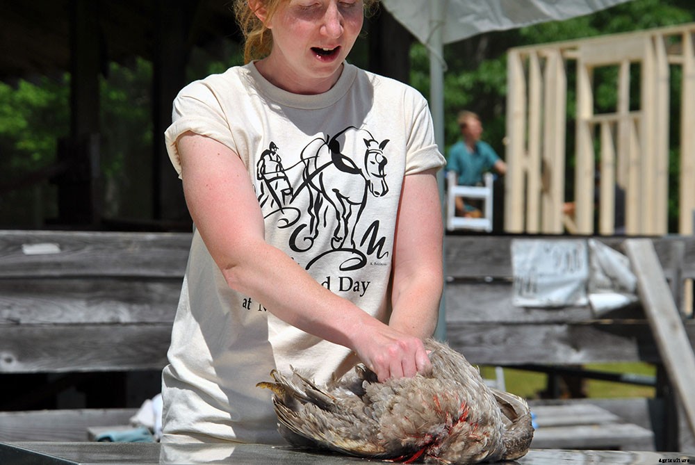 Backyard chicken processing 101