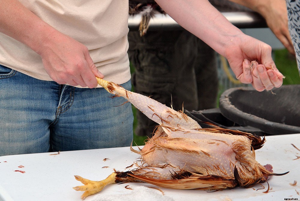 Backyard chicken processing 101