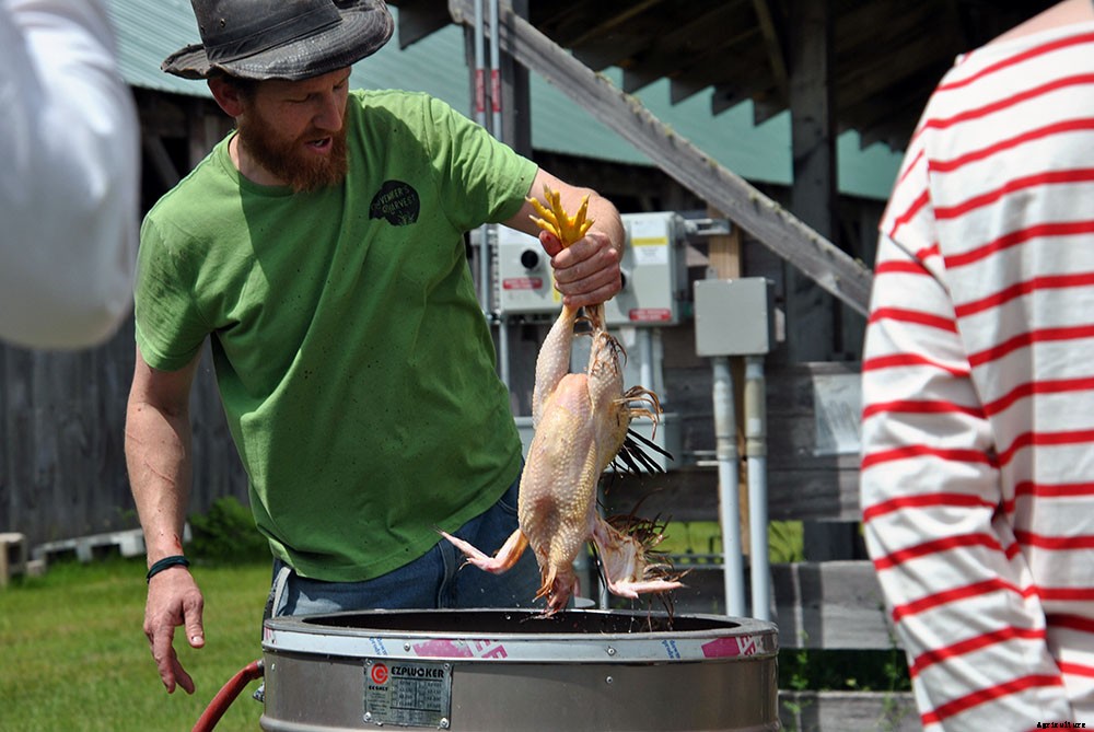 Backyard chicken processing 101