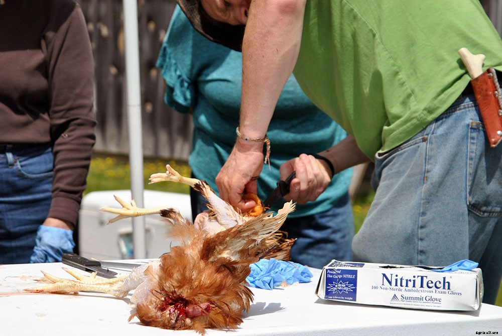 Backyard chicken processing 101