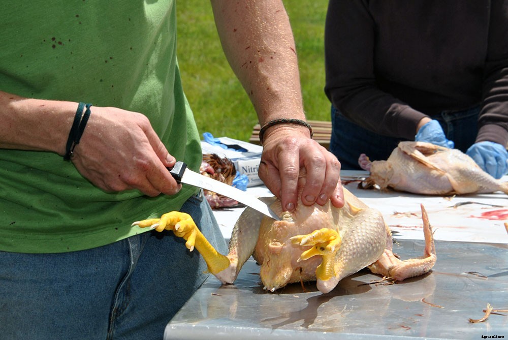 Backyard chicken processing 101