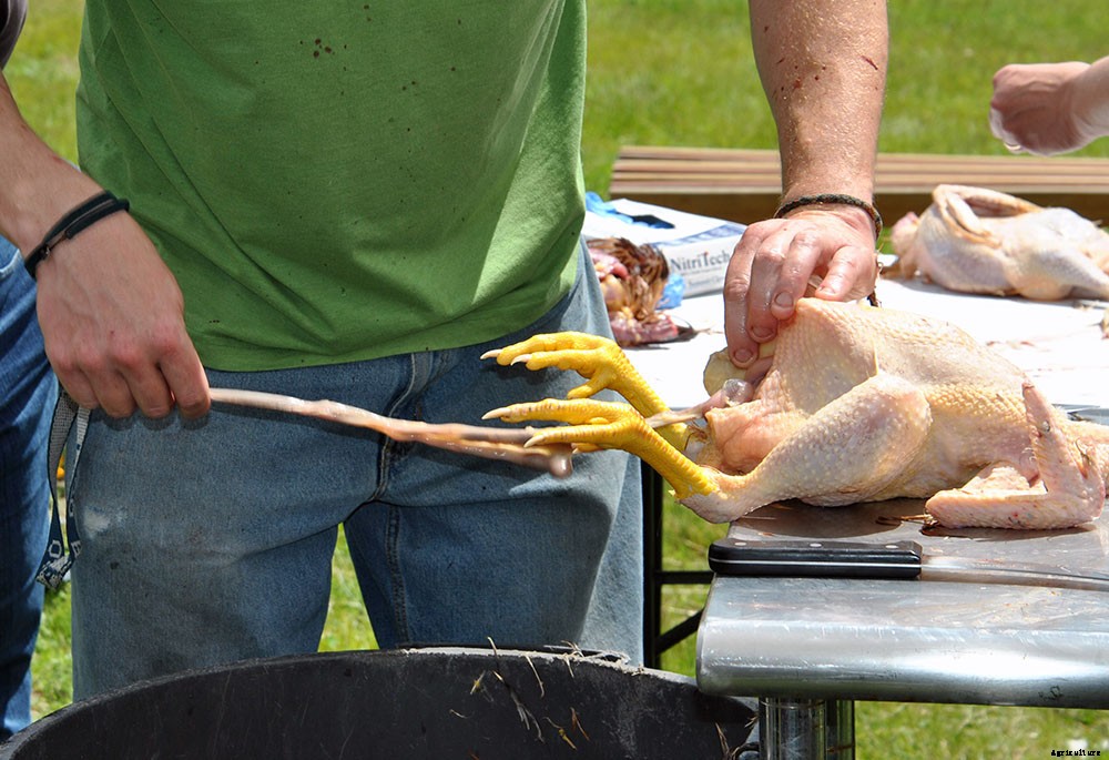 Backyard chicken processing 101