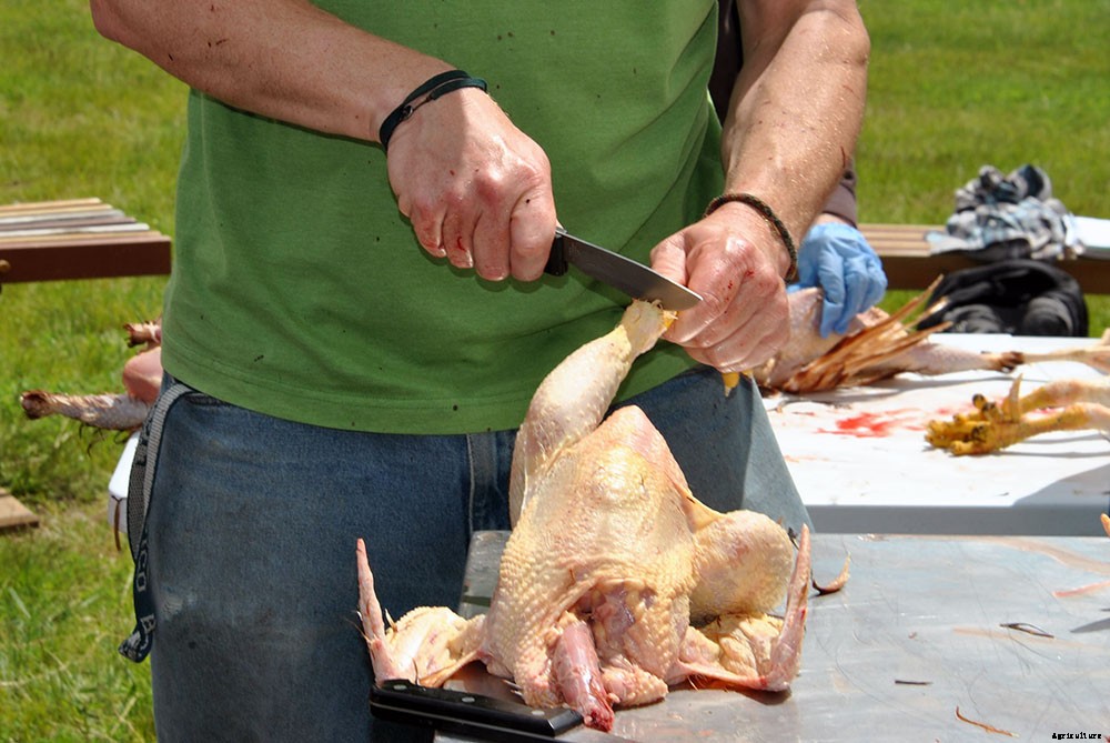 Backyard chicken processing 101