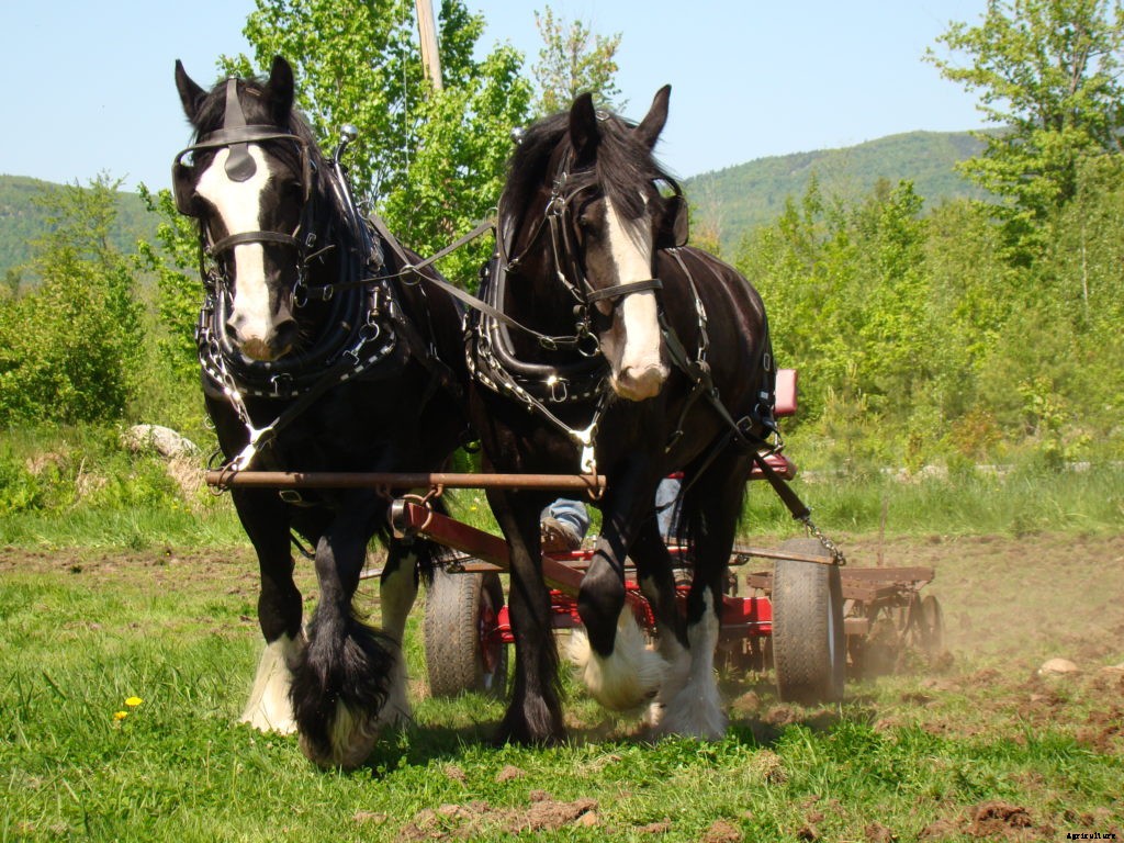 How to care for a draft horse