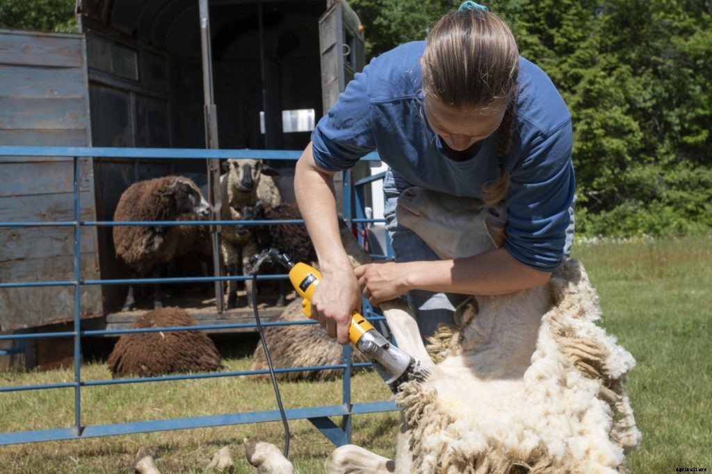 Can you be your own sheep shearer?