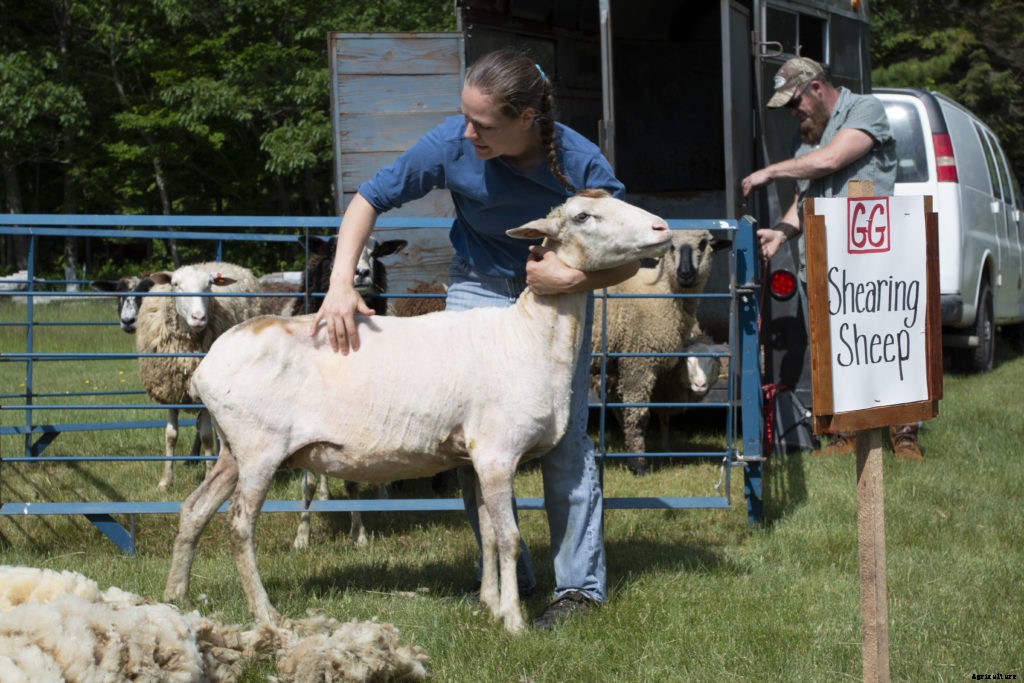 Can you be your own sheep shearer?
