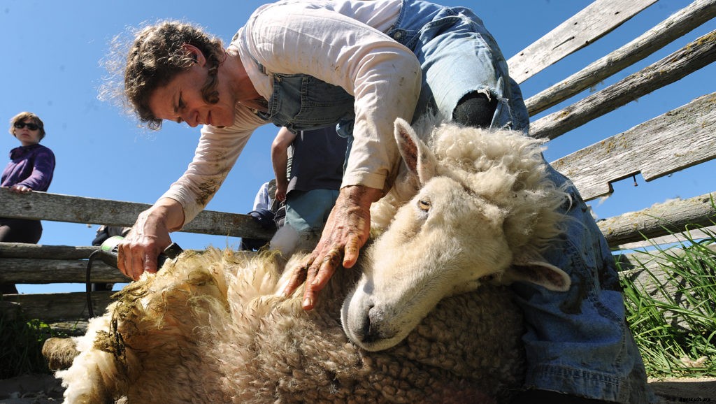 Can you be your own sheep shearer?