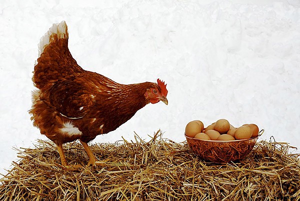 Best egg layers for your backyard poultry flock