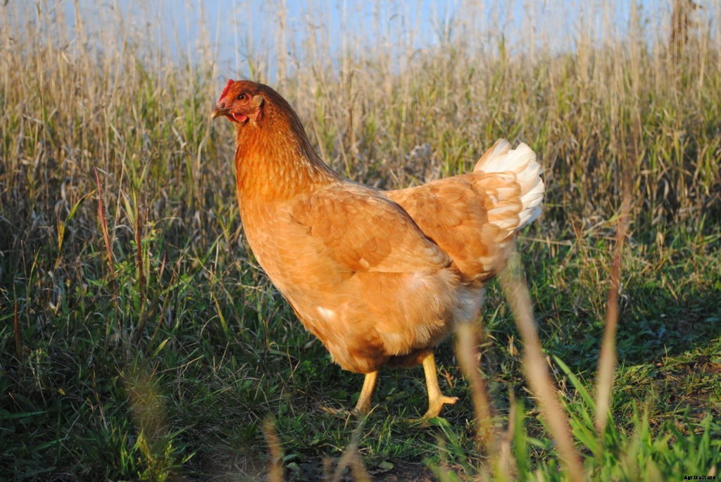 Best egg layers for your backyard poultry flock