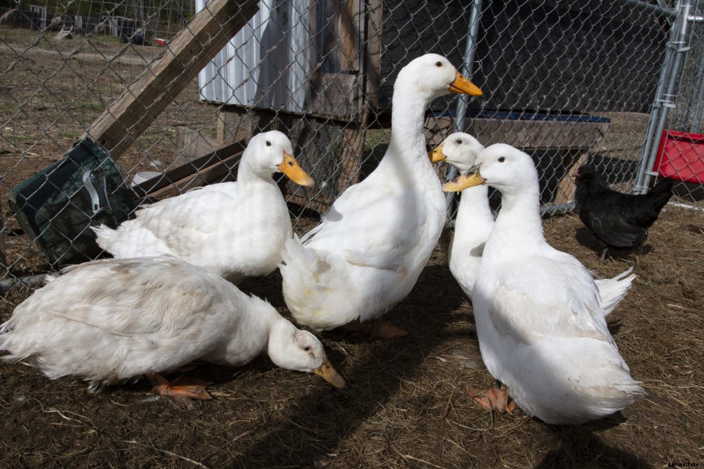 Best egg layers for your backyard poultry flock