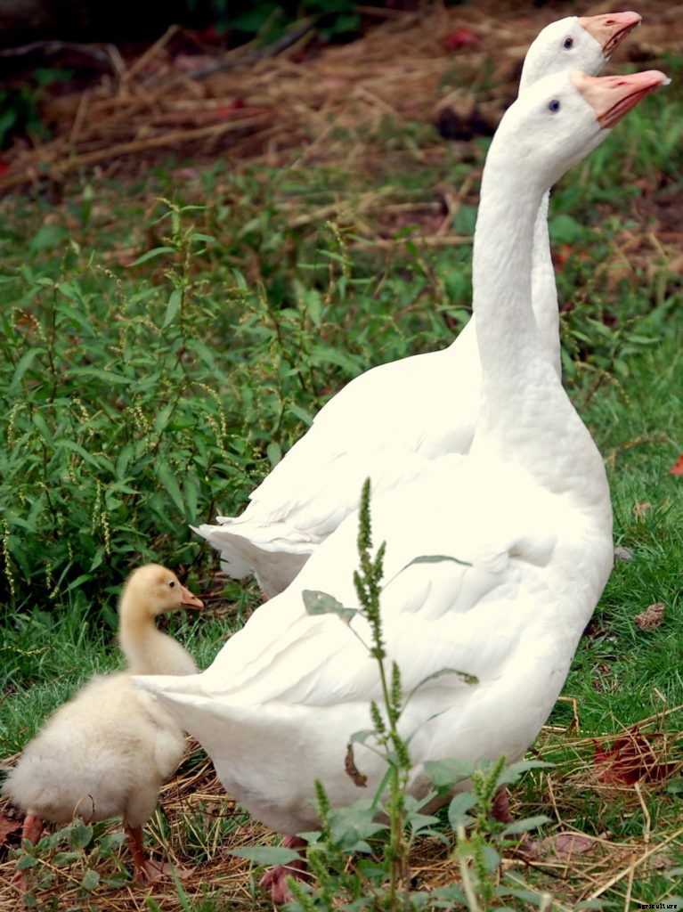 Best egg layers for your backyard poultry flock