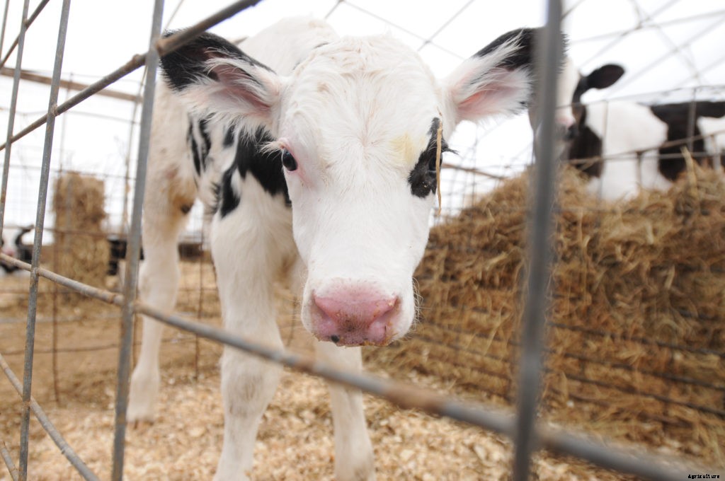 12 things to know about raising cows