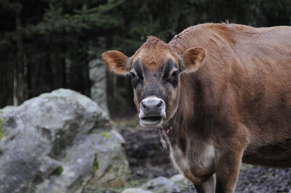 12 things to know about raising cows