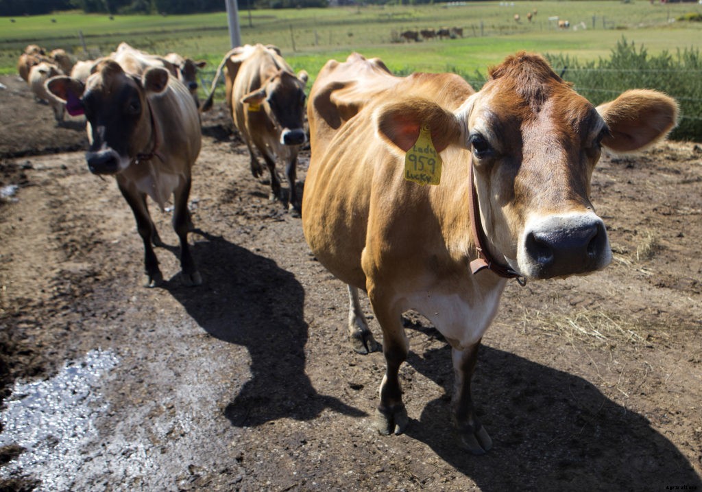 12 things to know about raising cows