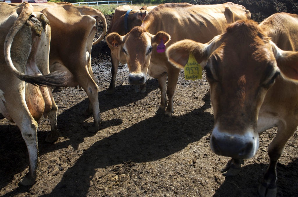 12 things to know about raising cows