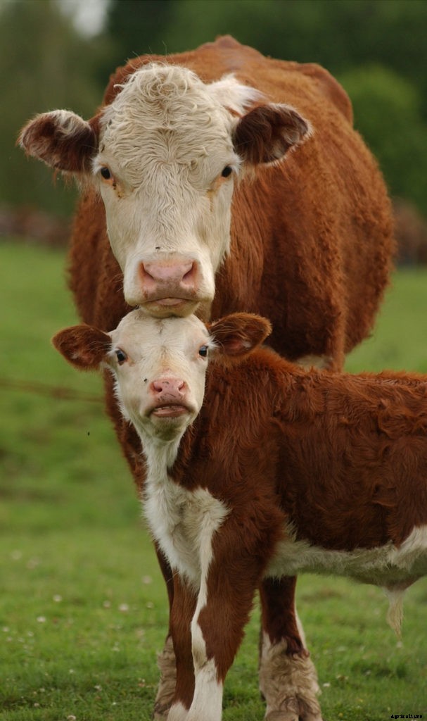 12 things to know about raising cows