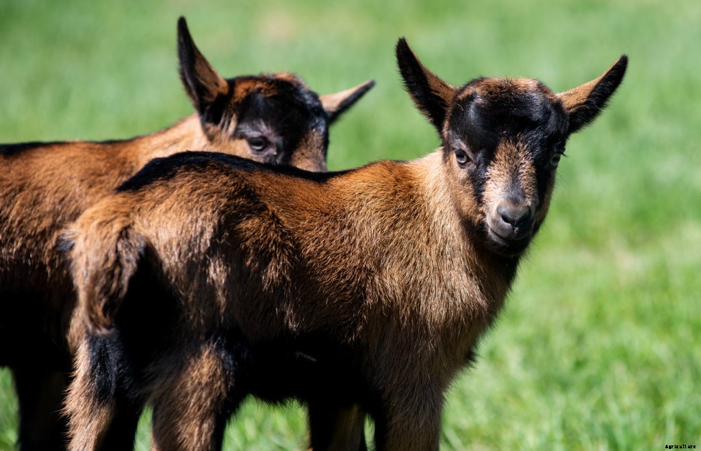 Thinking of raising goats? Here’s what you need to know before you do