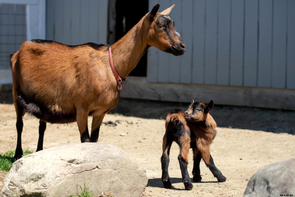 Thinking of raising goats? Here’s what you need to know before you do