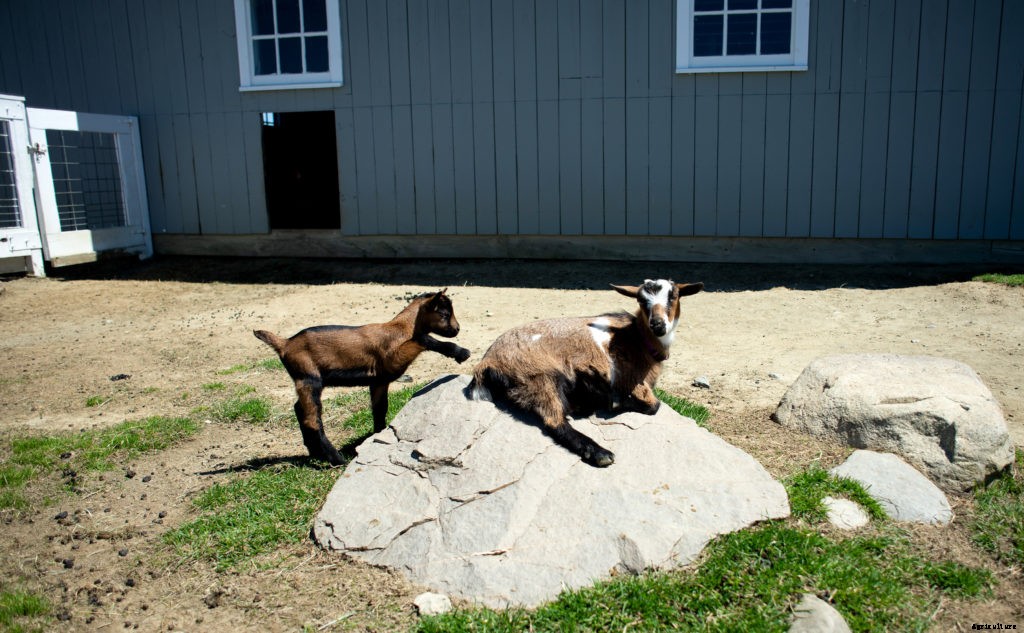 Thinking of raising goats? Here’s what you need to know before you do