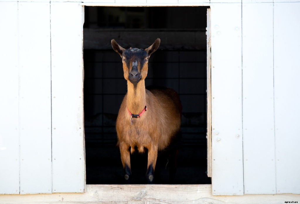 Thinking of raising goats? Here’s what you need to know before you do