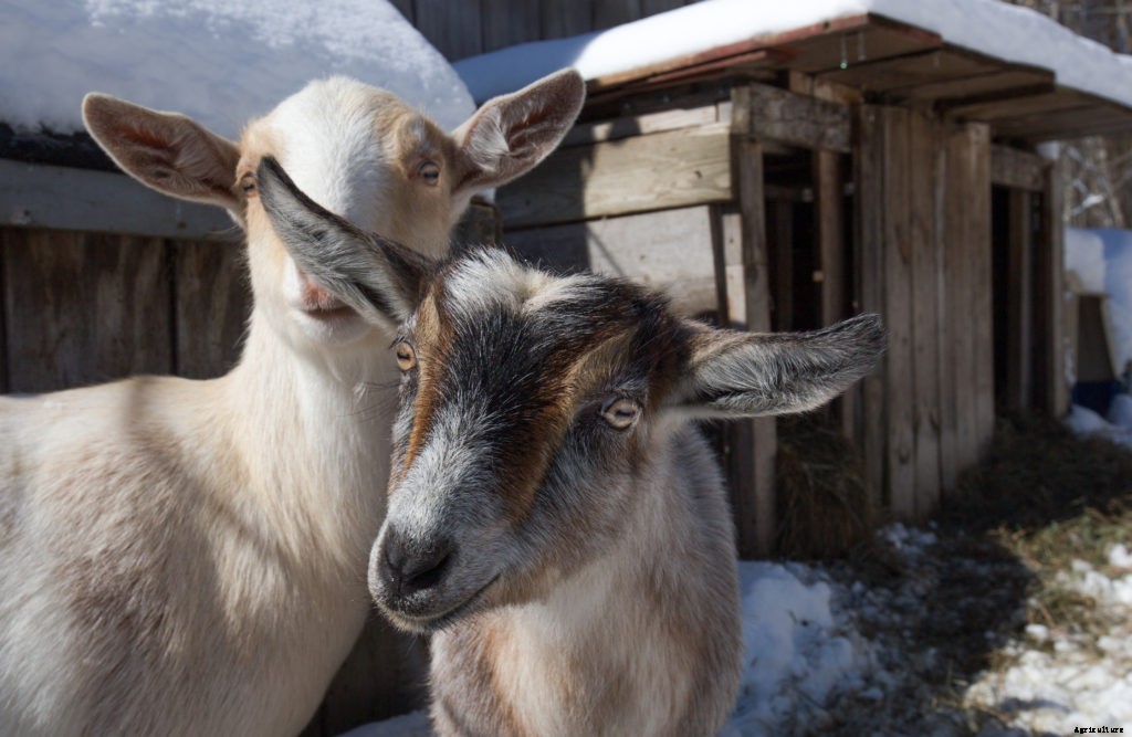 Thinking of raising goats? Here’s what you need to know before you do
