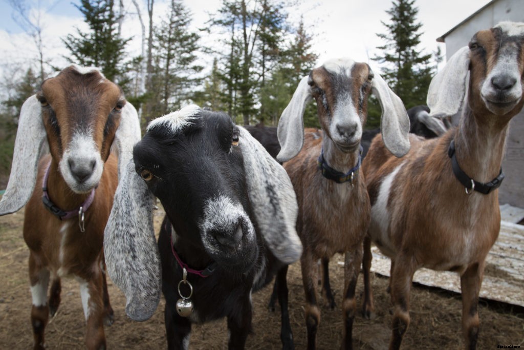 Thinking of raising goats? Here’s what you need to know before you do