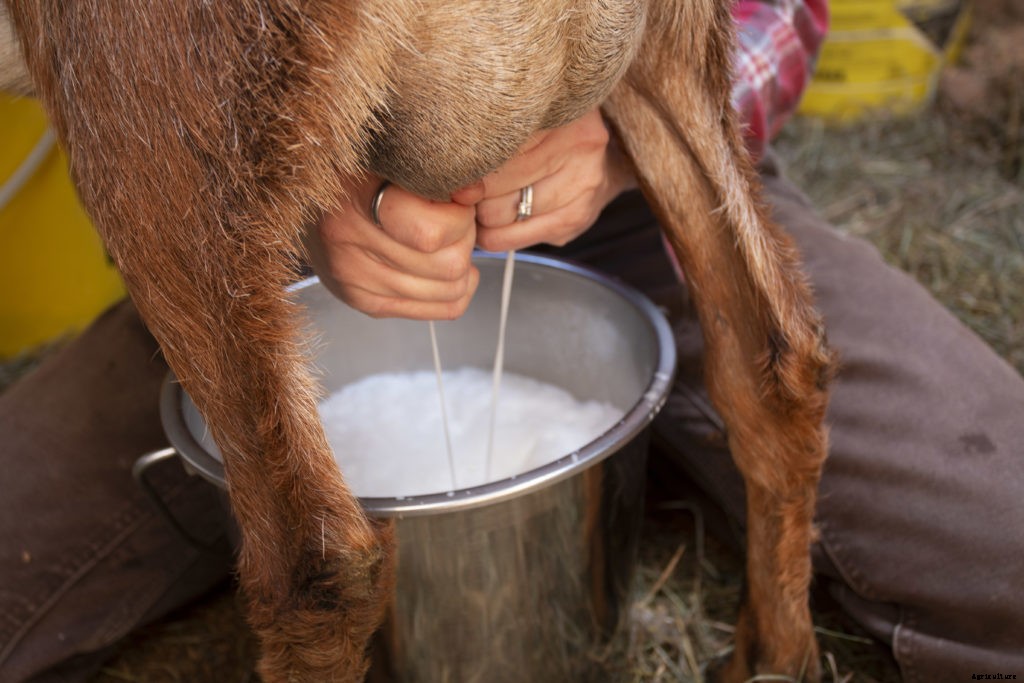How to milk a goat