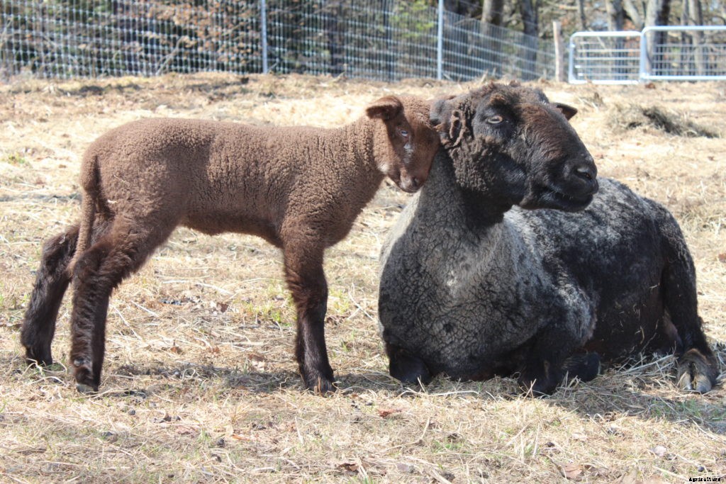 Should you raise sheep on your homestead?