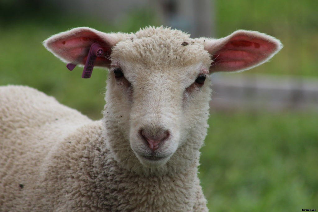 Should you raise sheep on your homestead?