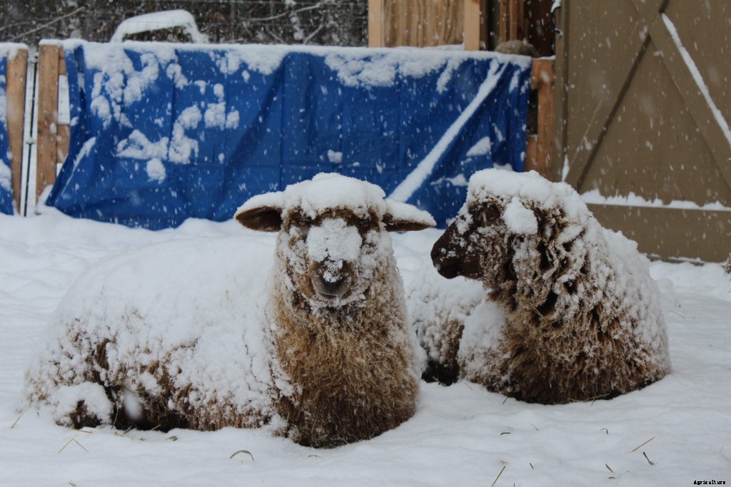 Should you raise sheep on your homestead?