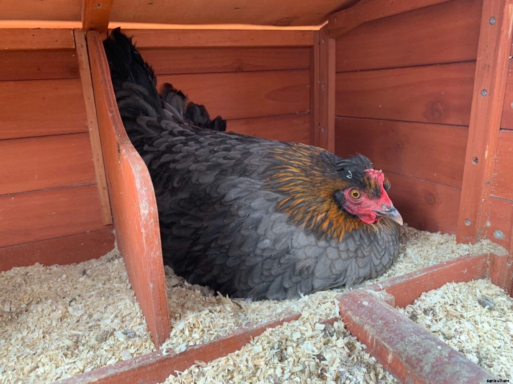 What is a broody hen and what do you do about it?