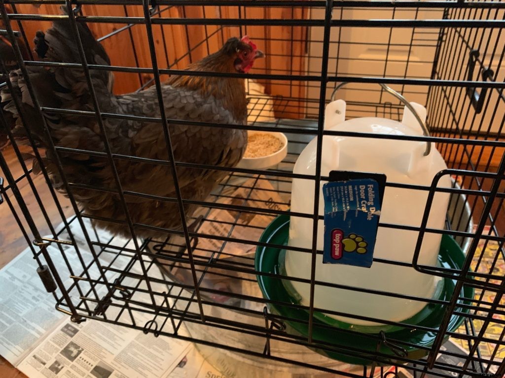 What is a broody hen and what do you do about it?