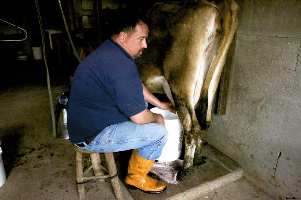 How to milk a cow by hand