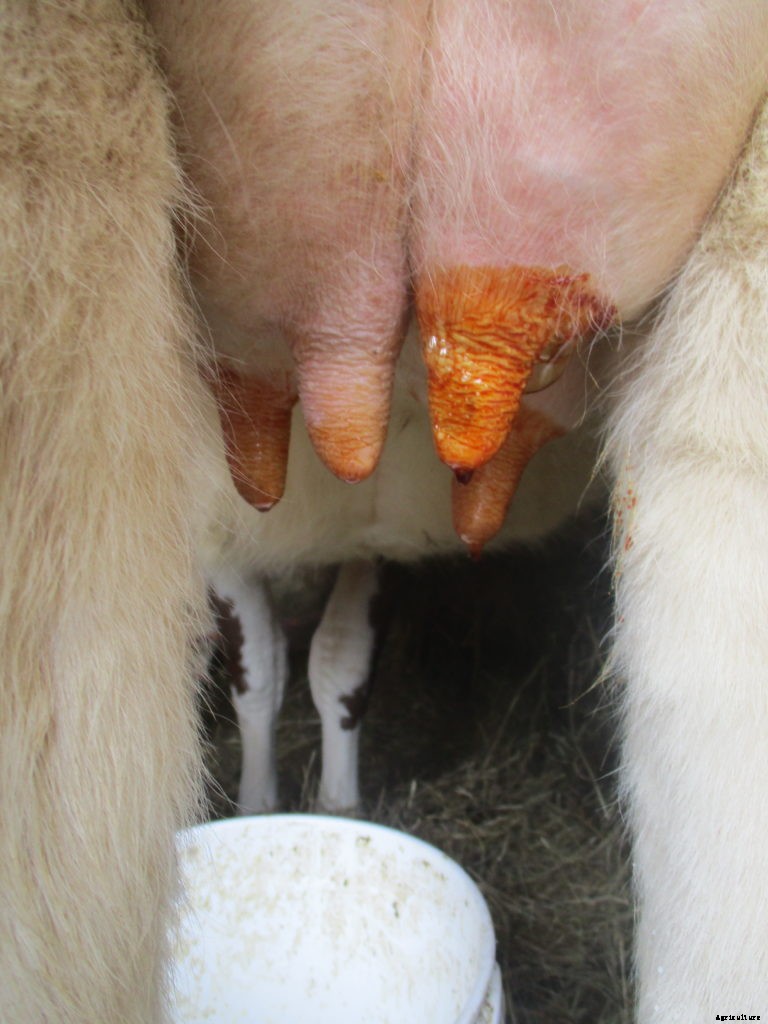 How to milk a cow by hand