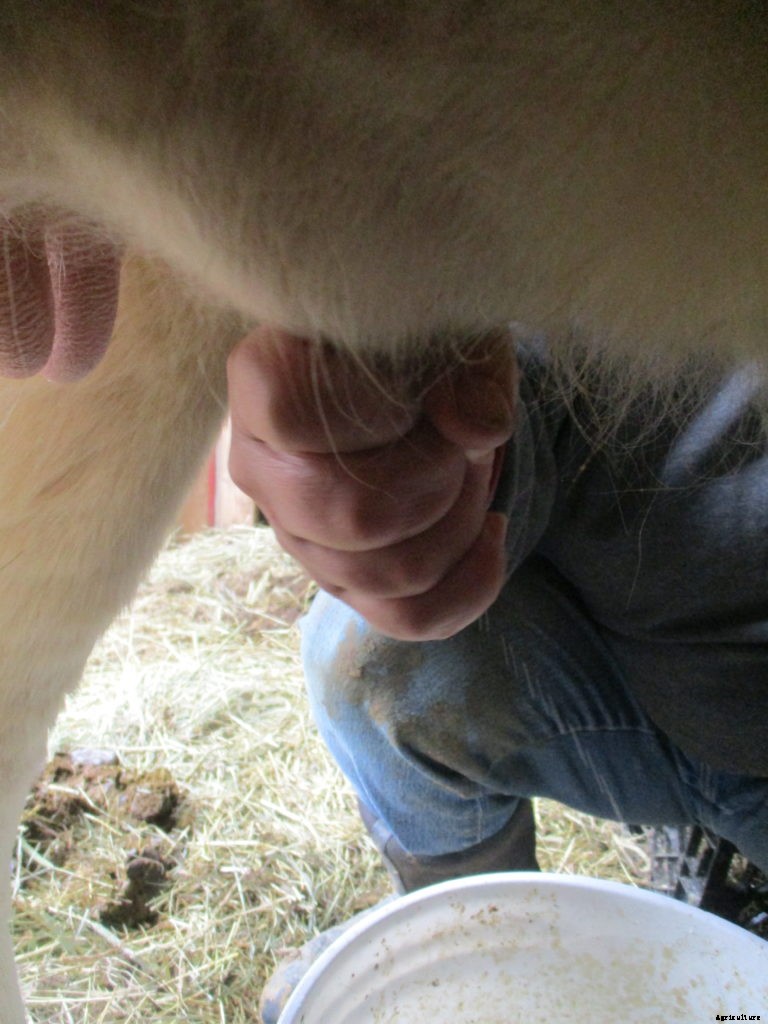 How to milk a cow by hand