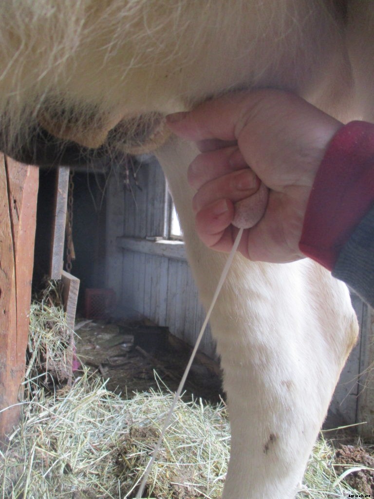How to milk a cow by hand
