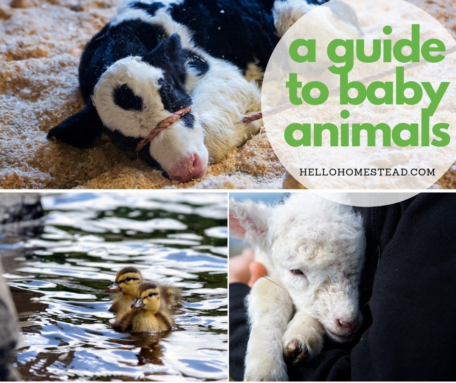 A guide to baby animals