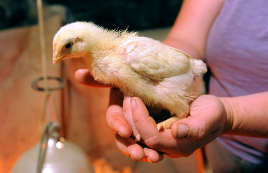 A guide to baby animals