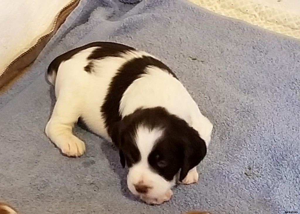 A guide to baby animals