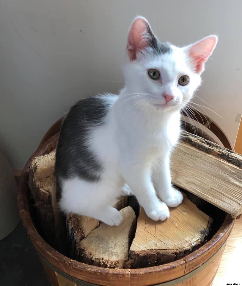 A guide to baby animals