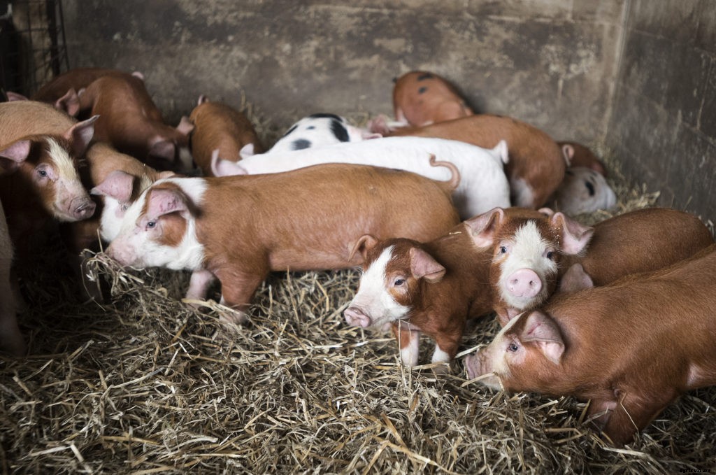 A guide to baby animals