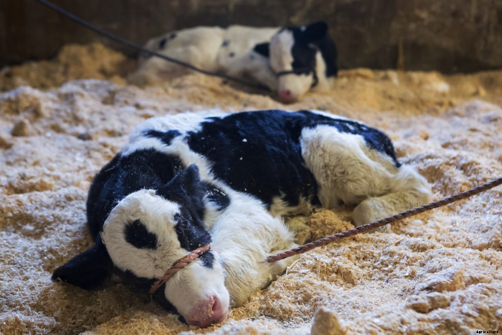 A guide to baby animals