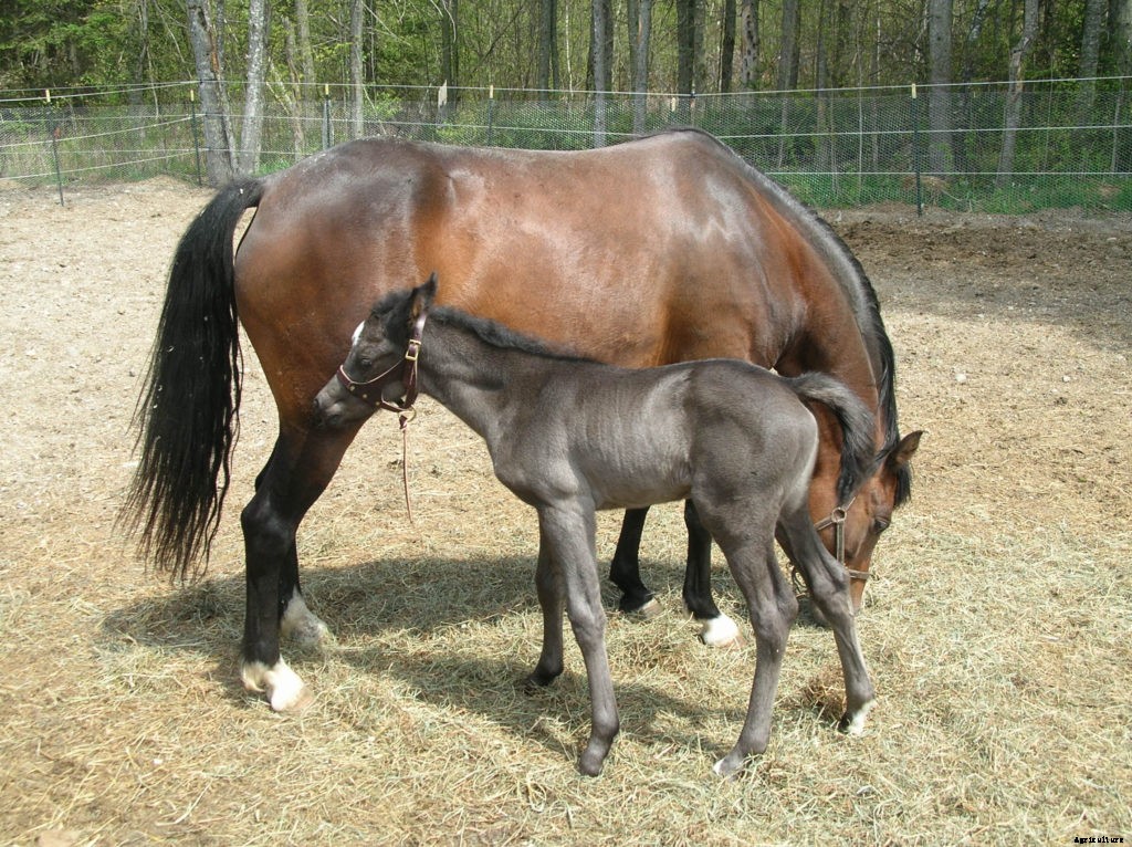 A guide to baby animals