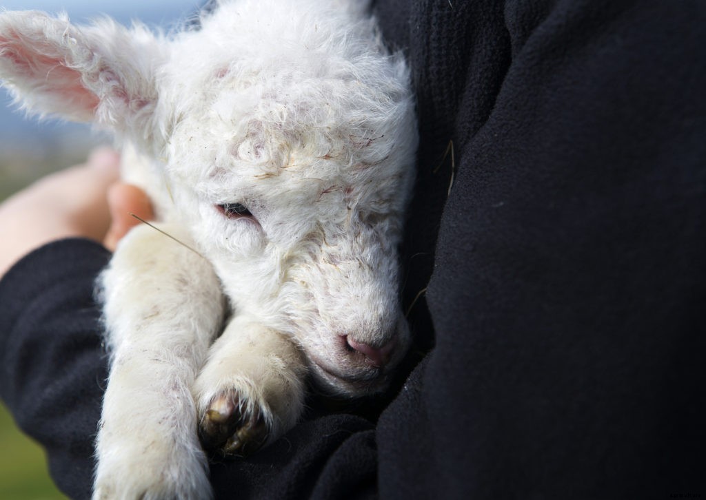 A guide to baby animals