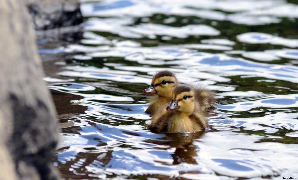 A guide to baby animals