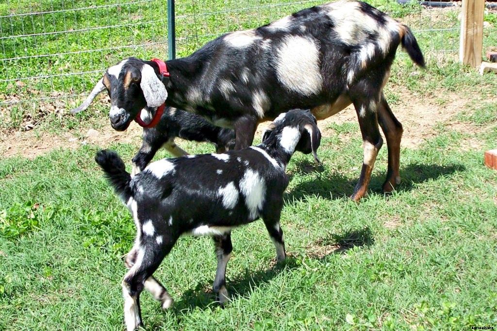 How your goats’ needs change with the seasons