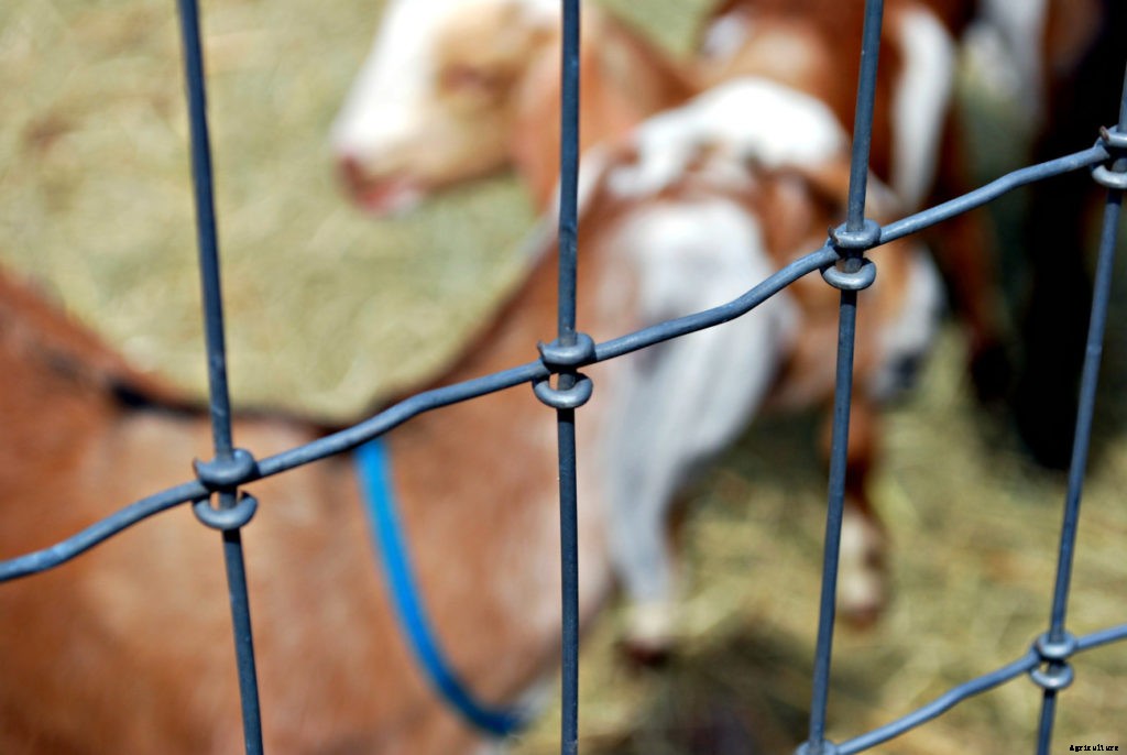 How your goats’ needs change with the seasons