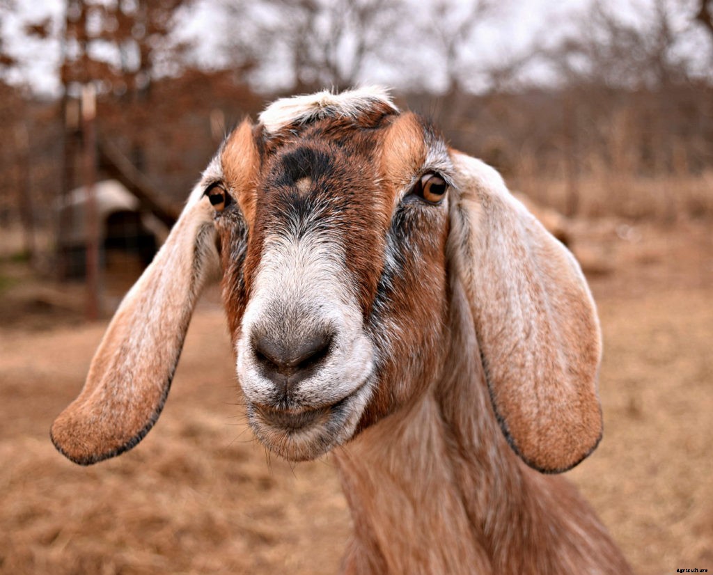 How your goats’ needs change with the seasons