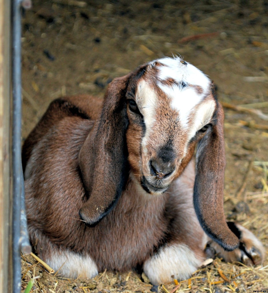 How your goats’ needs change with the seasons