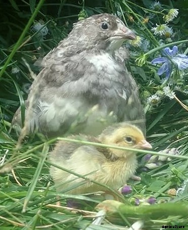 A guide to types of quail